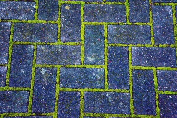 Grown moss in block paving joints